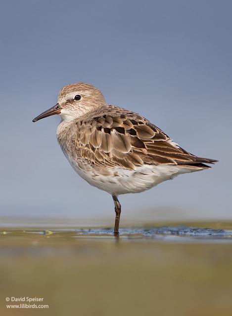 White-rumped Sandpiper