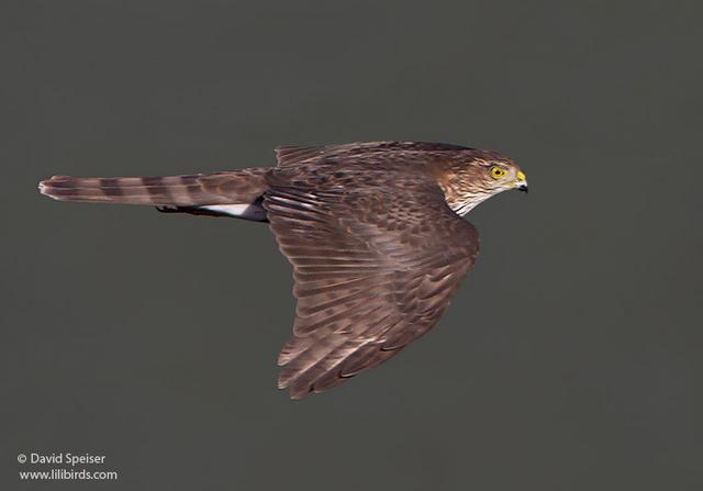 Sharp-shinned Hawk