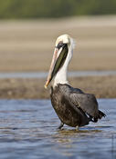 Brown Pelican