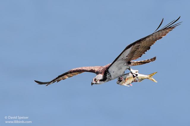 Osprey