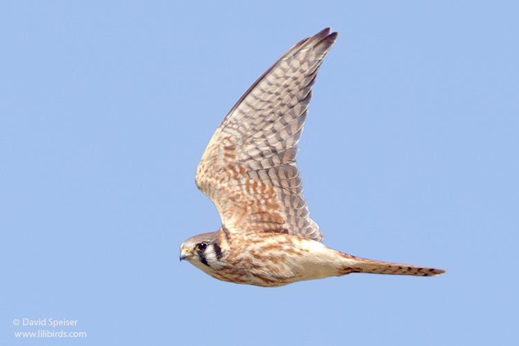 american kestrel 2