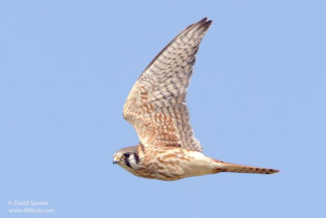 american kestrel 2