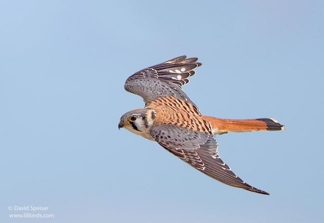 American Kestrel