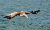 Brown Pelican