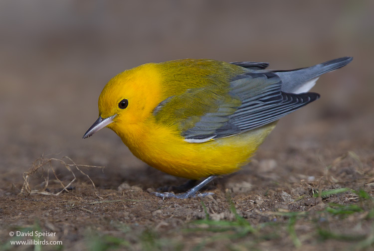 Prothonotary Warbler