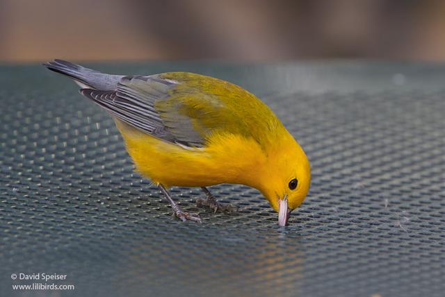 Prothonotary Warbler