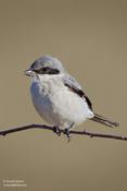 Loggerhead Shrike