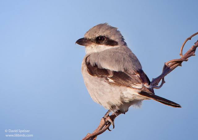 Loggerhead Shrike