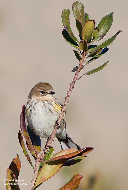 Yellow-rumped Warbler