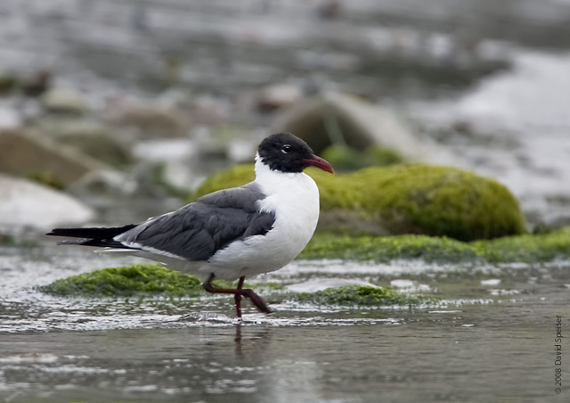 Laughing Gull