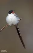 Fork-tailed Flycatcher