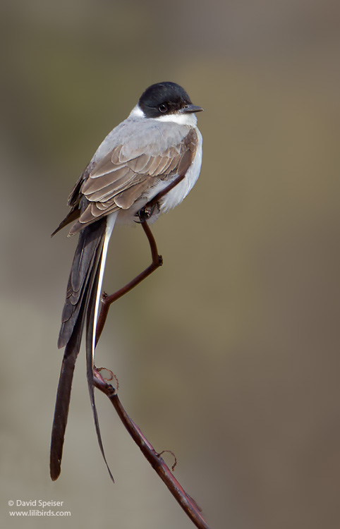 Fork-tailed Flycatcher