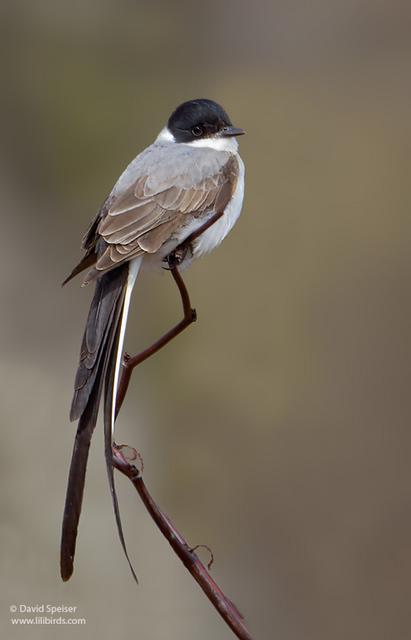 Fork-tailed Flycatcher