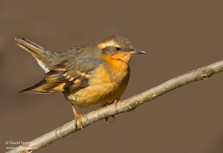 Varied Thrush