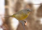 Orange-crowned Warbler