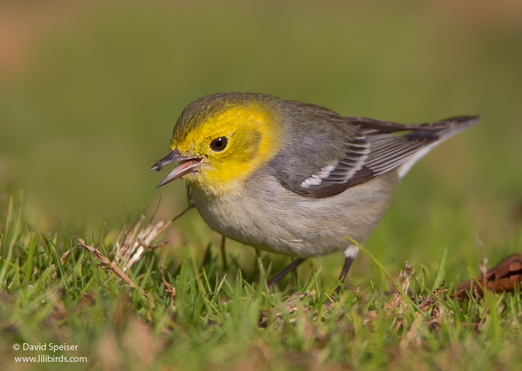 Hermit Warbler