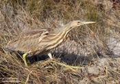 american bittern 3