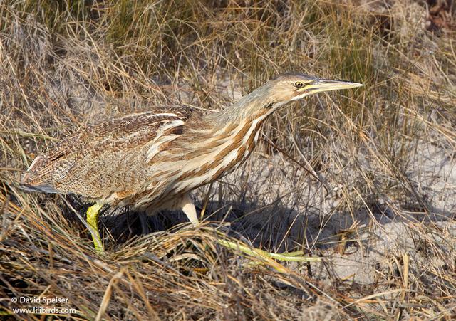 american bittern 3