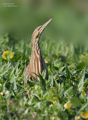 American Bittern