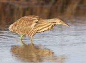 American Bittern