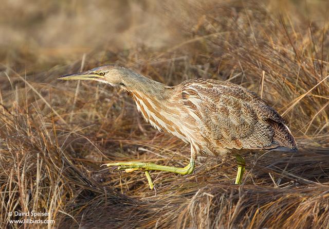 American Bittern