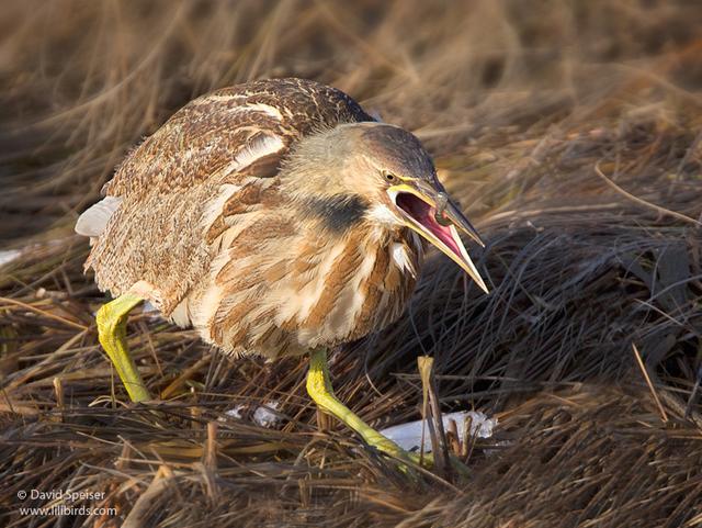 American Bittern