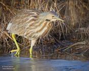 American Bittern