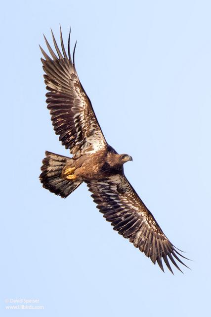 Bald Eagle