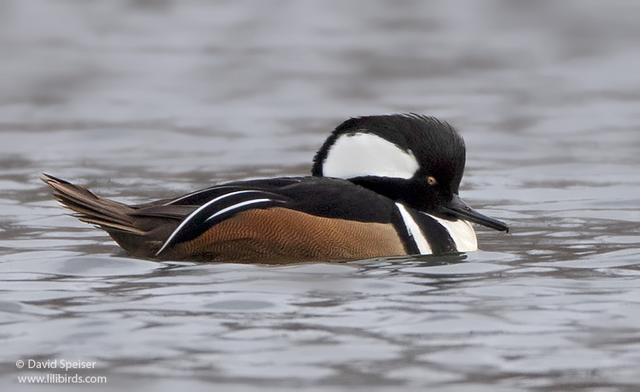 Hooded Merganser