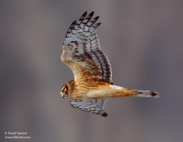 Northern Harrier