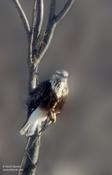 rough legged hawk 1