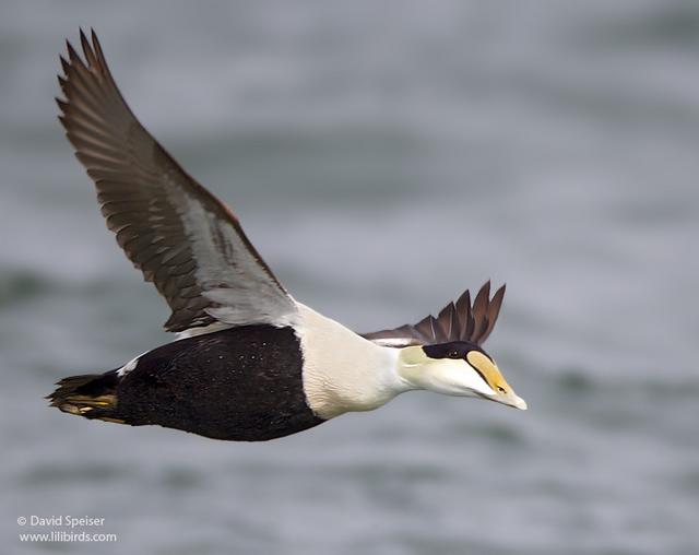 Common Eider