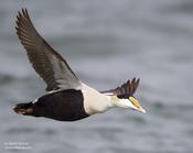 Common Eider