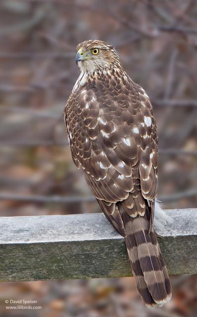 Cooper's Hawk