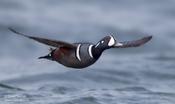 Harlequin Duck