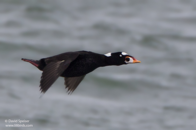 Surf Scoter