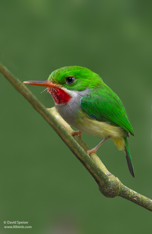 Puerto Rican Tody