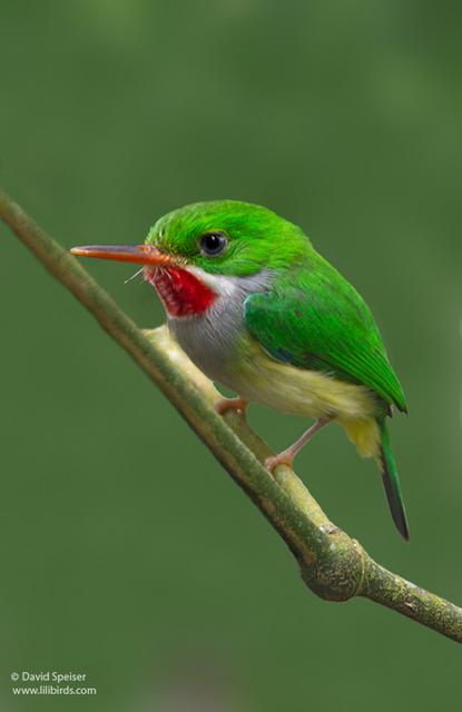 Puerto Rican Tody