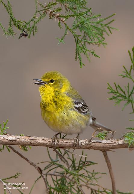 Pine Warbler