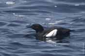 Black Guillemot