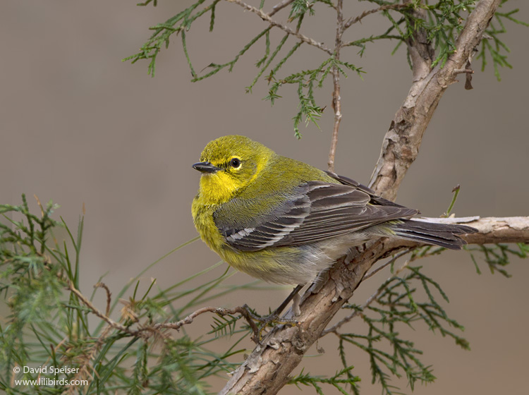 Pine Warbler