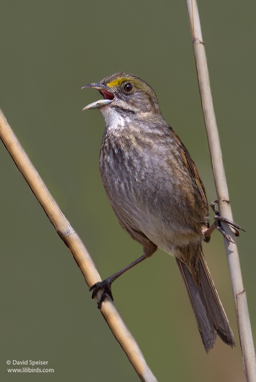 Seaside Sparrow