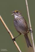 Seaside Sparrow