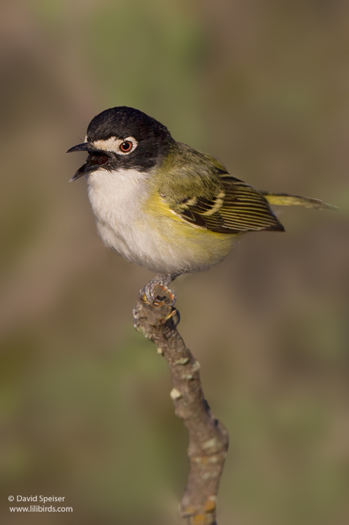 Black-capped Vireo