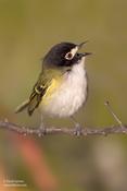 Black-capped Vireo