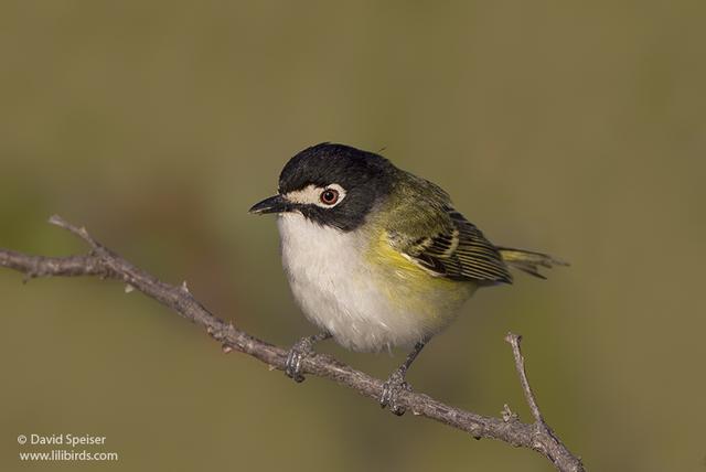 Black-capped Vireo