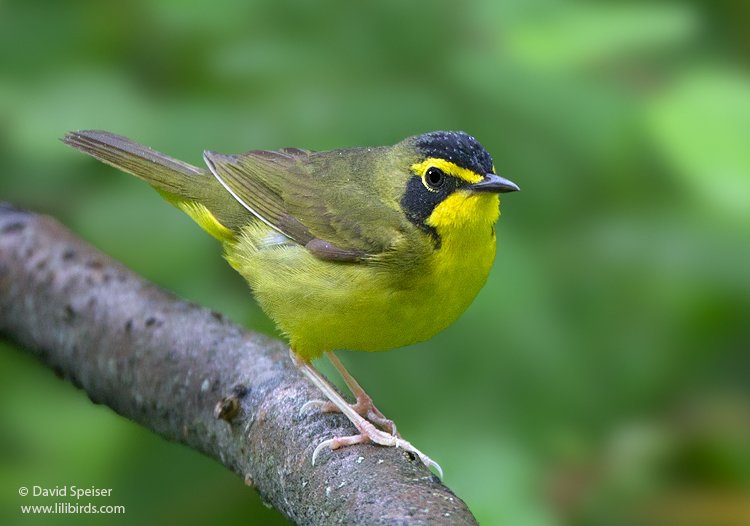 Kentucky Warbler