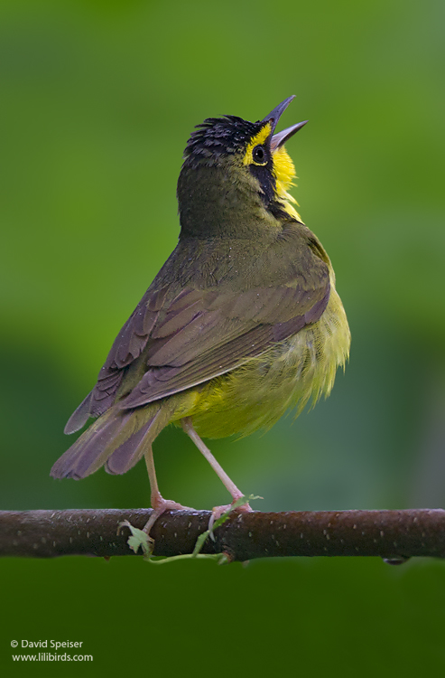 Kentucky Warbler