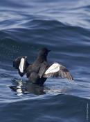 Black Guillemot