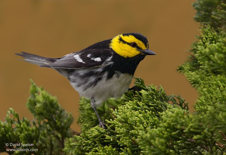 Golden-cheeked Warbler